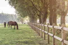 New paddock fencing