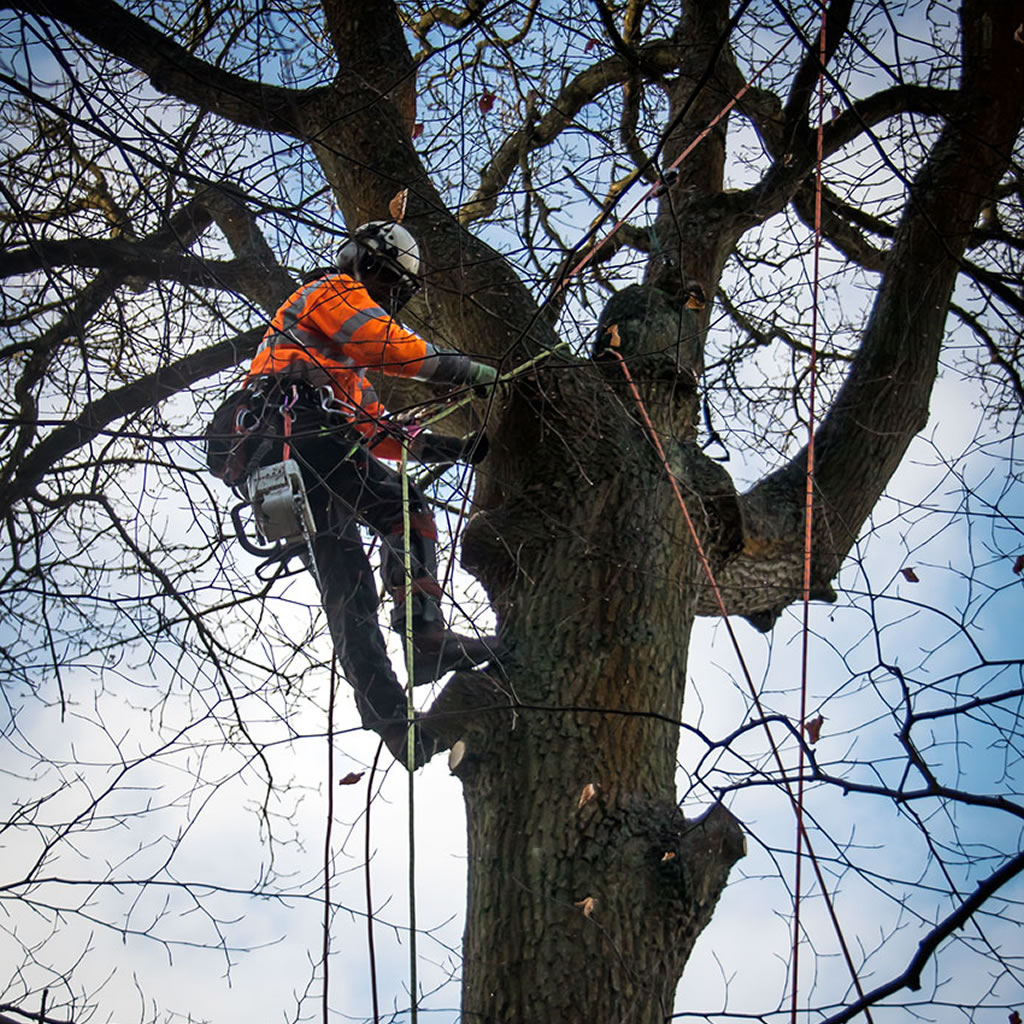 Tree surgeon on golf course