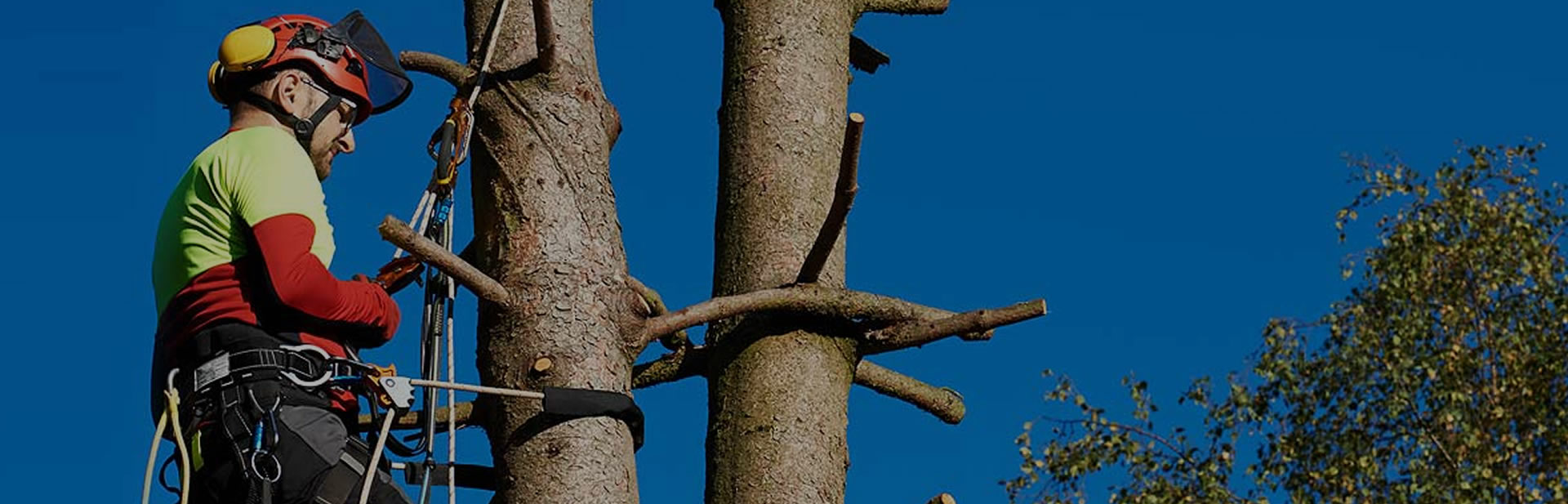 Tree surgeon attached to tree