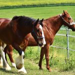 A horse paddock