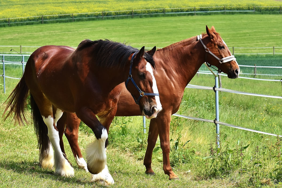 A horse paddock