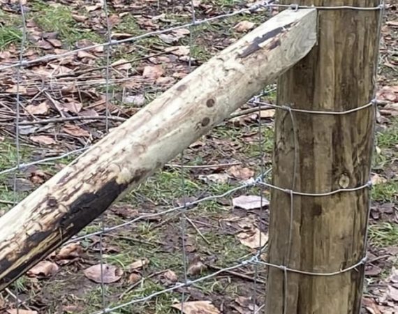 Livestock fencing