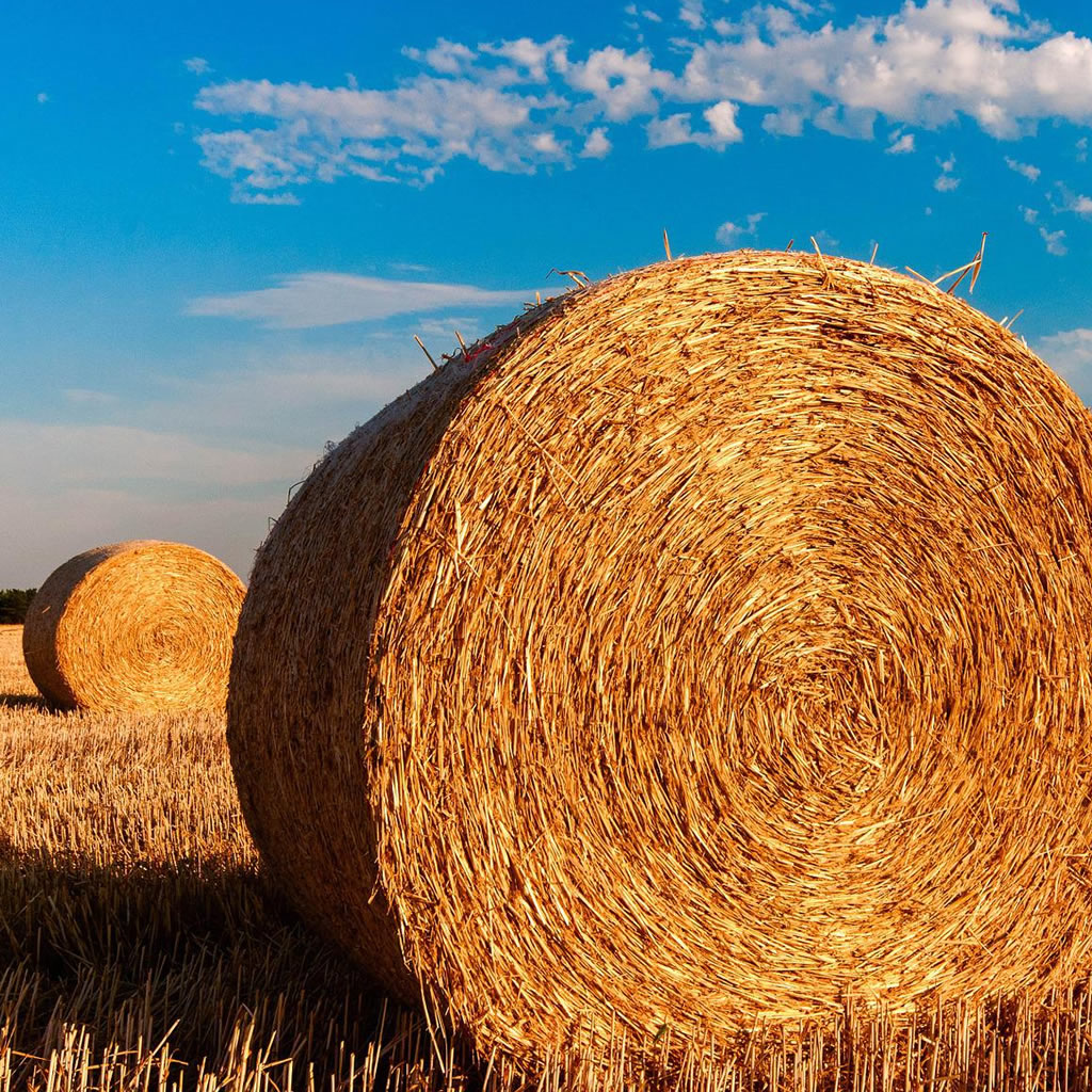 Hay bales in field