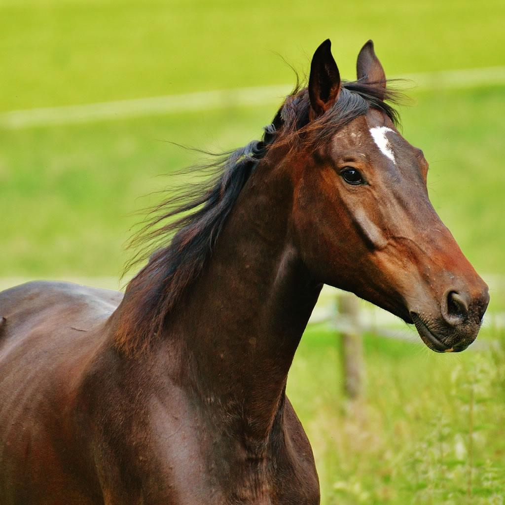 Horse in field