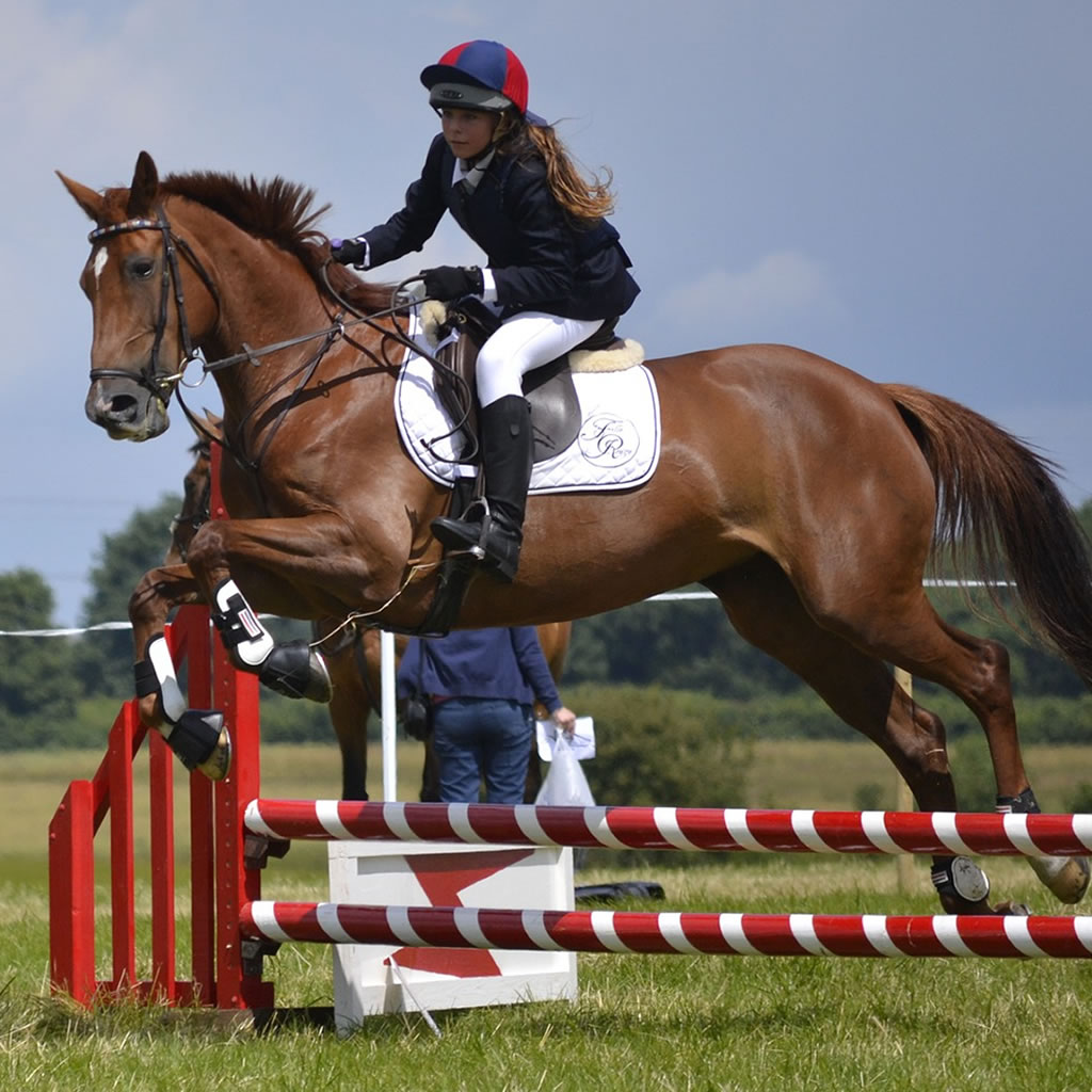 Horse jumping in arena