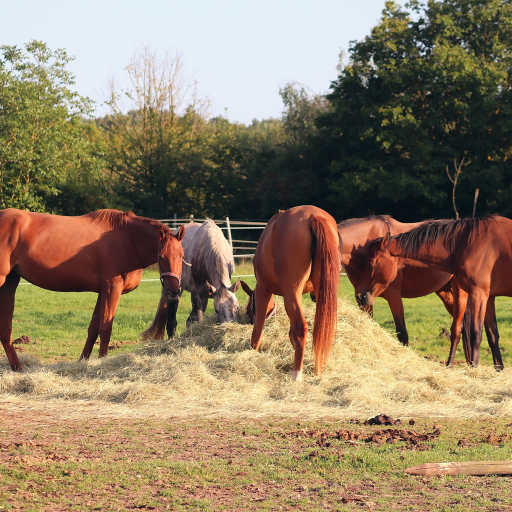 Horses eating hay