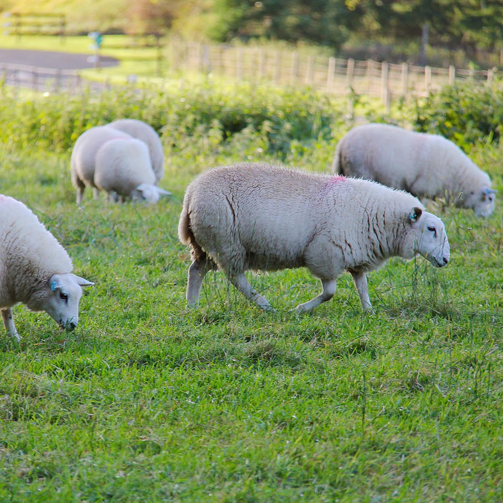 Sheep in field