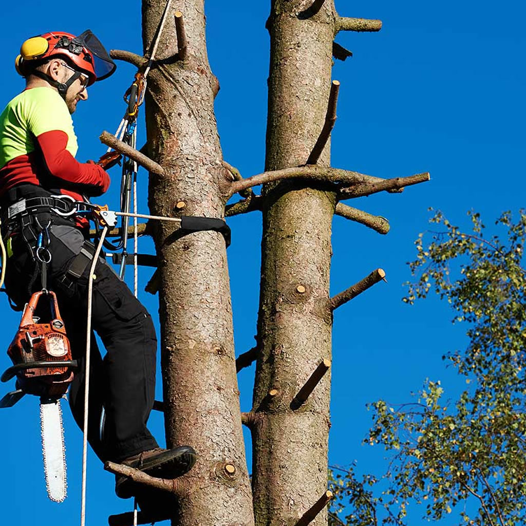 Tree surgeon attached to tree