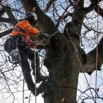 A tree surgeon at work in Cheshire