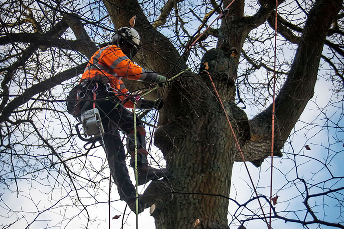 A tree surgeon at work in Cheshire